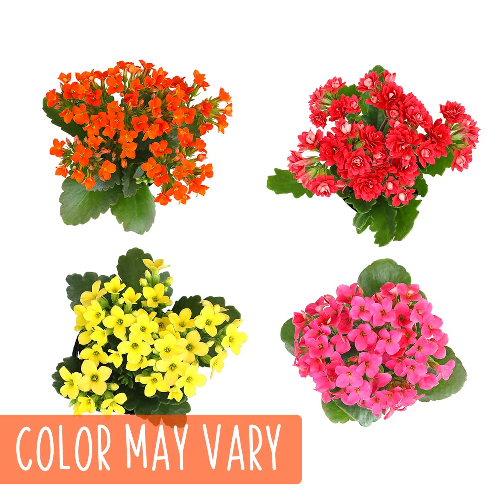 Kalanchoe Plant Succulents Plants Live Houseplants, Live Succulents Live House Plants in Clay Pots, Succulent Plants Live Plants Indoor Plants, Live Succulent Plant Lover Gifts by Plants for Pets
