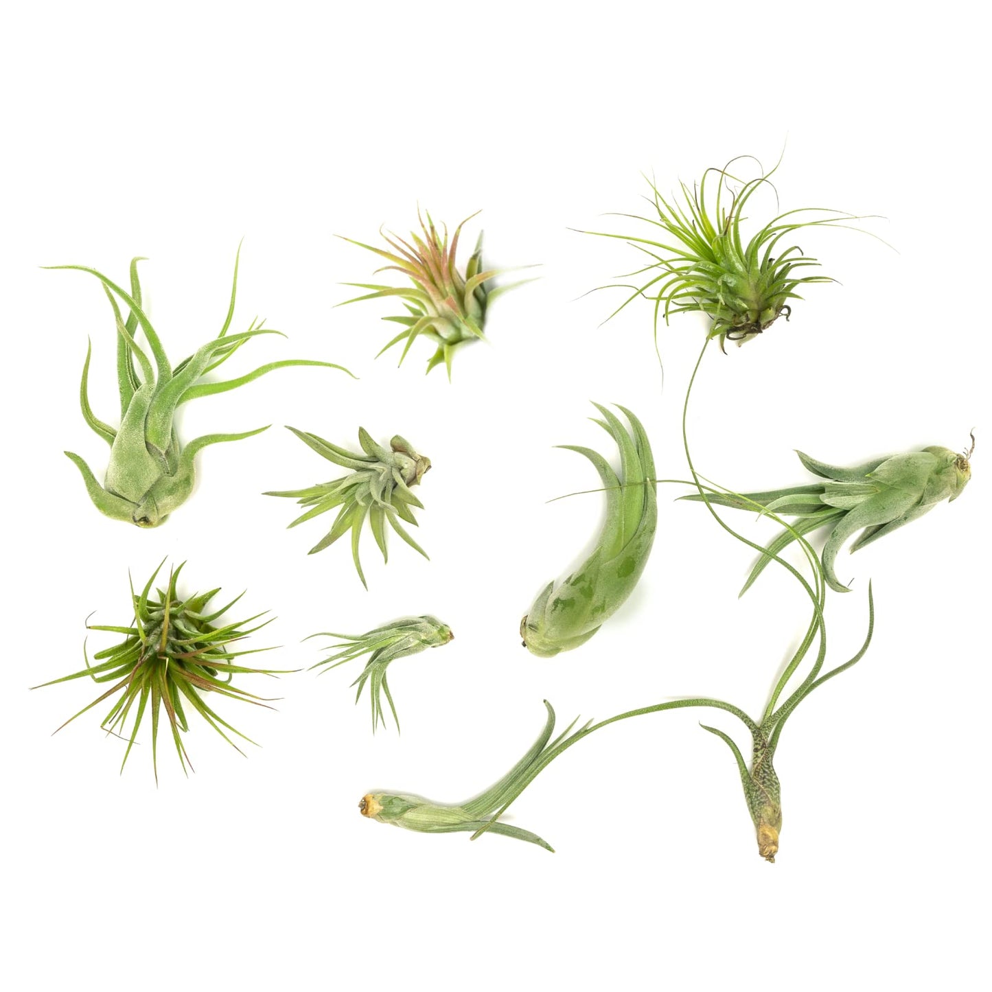 Air Plant Low Light House Plants Box 10PK, Tillandsia Air Plants Live Houseplants Live Indoor Plants Live Succulents Plants Live Terrarium Plants Live, Air Plant Holder Airplant Kit by Plants for Pets