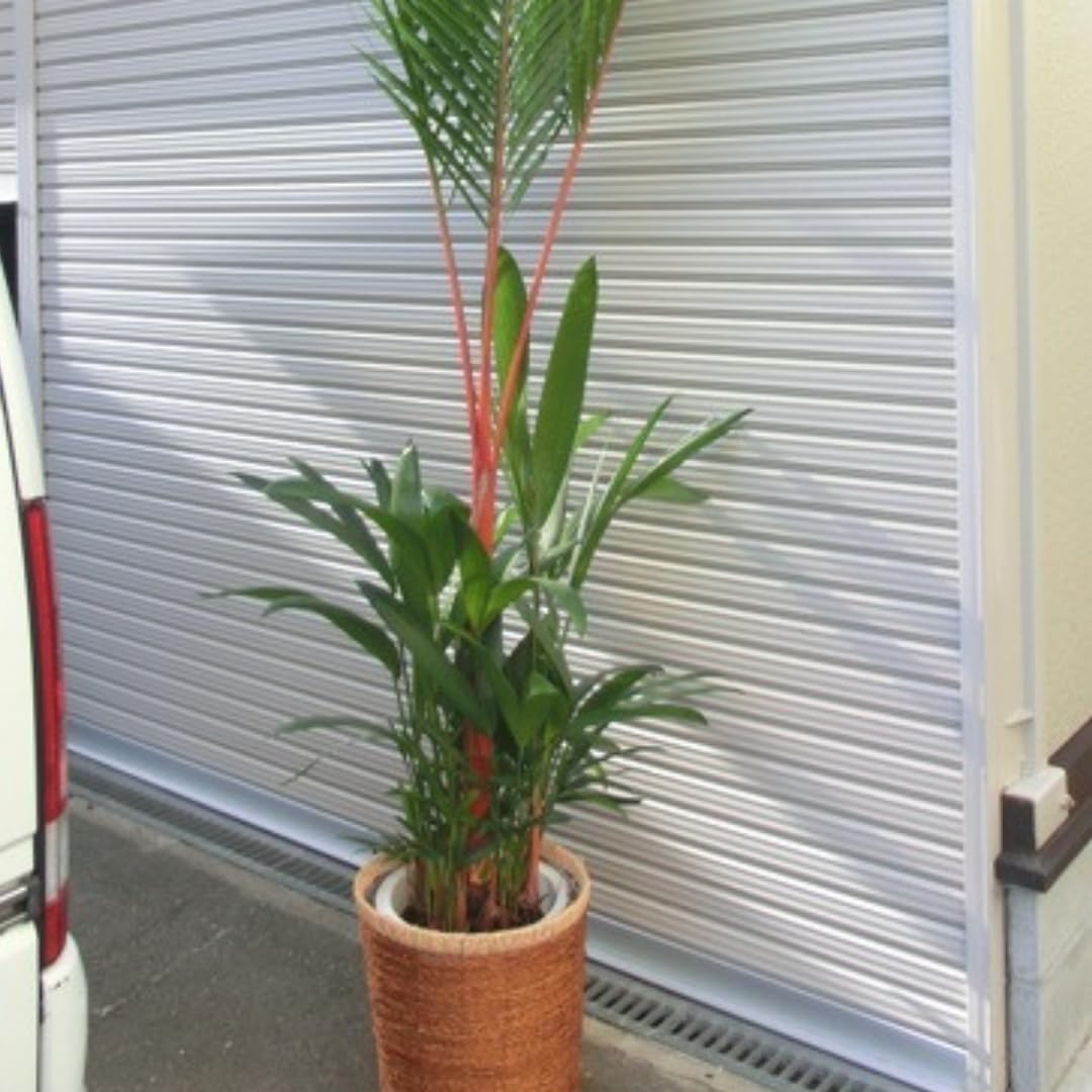 Live Palm Tree Plant in 3 Gallon Pot, Large Fully Rooted Size, Ready to Plant for Home Décor Indoor Outdoor Landscape, Rare Palm Trees, Red Lipstick Palm