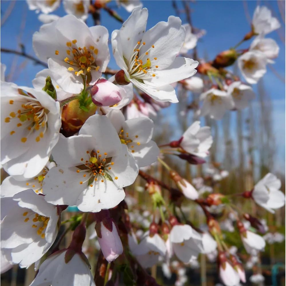 Cherry Blossom Tree, Live Ornamental Tree 6-12" Tall in Pot, Beautiful Spring Blooms for Outdoor Planting (White Cherry Blossom)