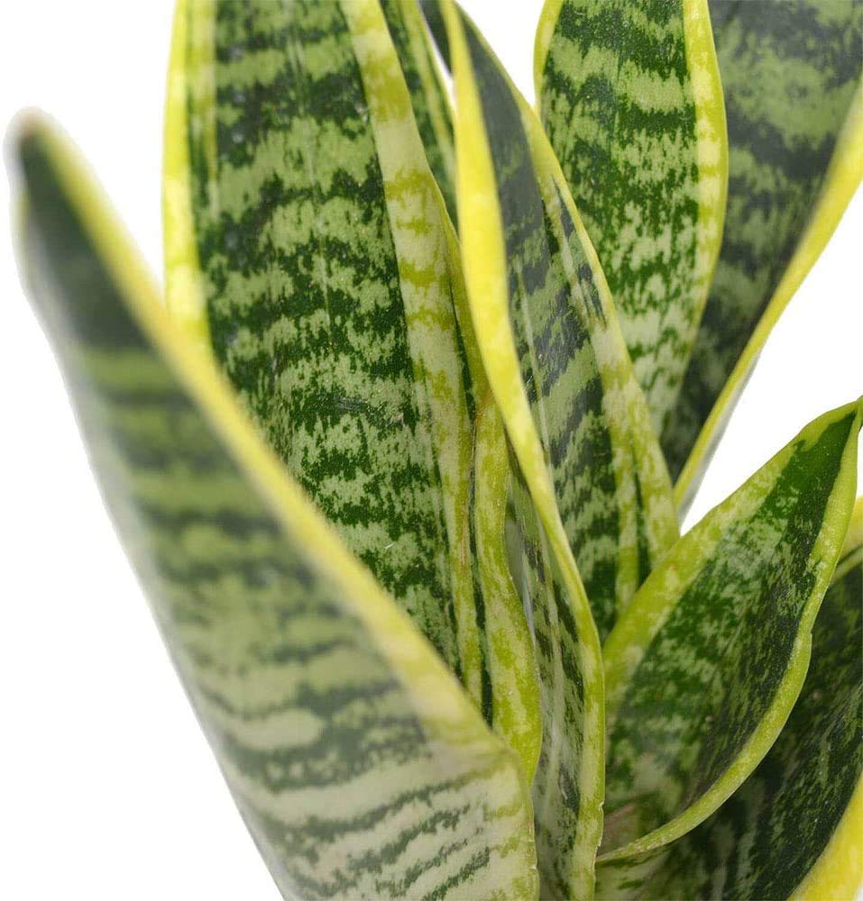 American Plant Exchange Snake Plant – Medium 5-Inch Pot Yellow Sansevieria Trifasciata, Drought-Tolerant, Air-Purifying Live Houseplant for Home, Office, or Outdoor Patio Garden Décor