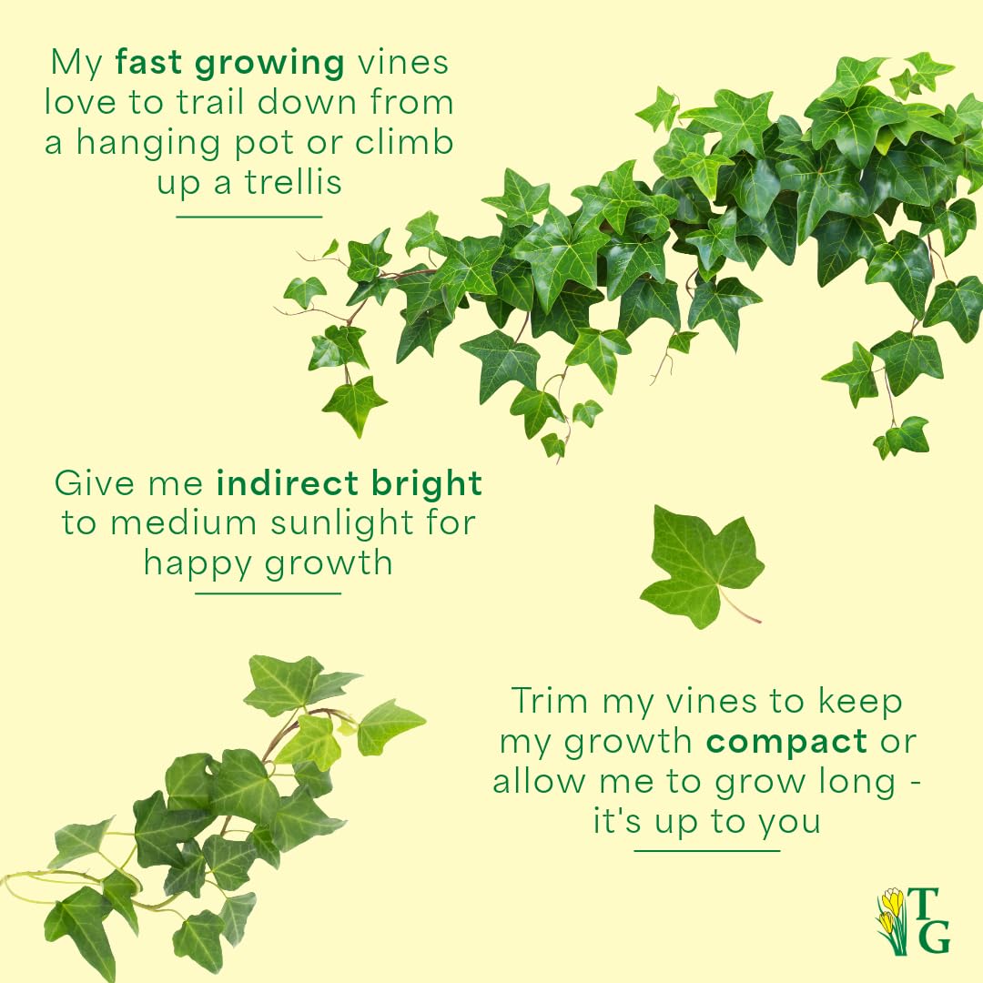 Thorsen's Greenhouse Live Green English Ivy Plant, Hedera Helix, Natural Air Purifier, Easy to Grow, Live Indoor Houseplant, 4" Diameter Pot (Copper)