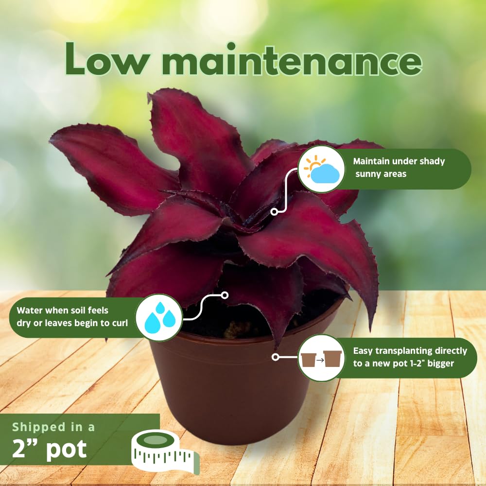 BubbleBlooms Cryptanthus Bivittatus in a 2 inch Pot Earth Star Bromeliad, Tiny Mini Pixie Plant, Dark Red
