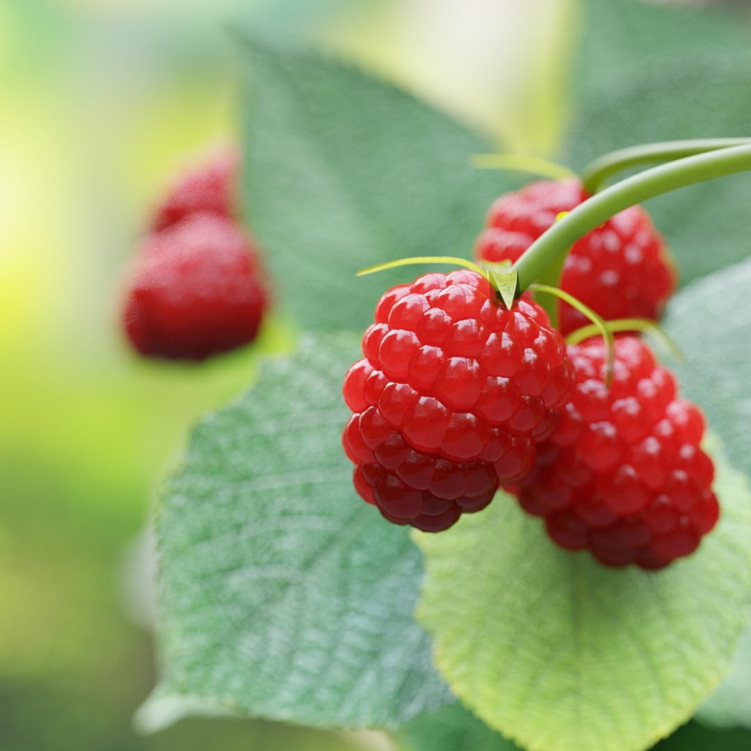 Live Red Raspberry Plant, Sweet Berries Plant, 3 Inch Pot, Ready for Planting