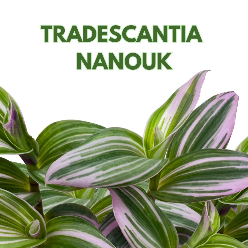 BubbleBlooms Pink Tradescantia Nanouk, Variegated Wandering Jew, Rare 2 inch Tiny Mini Pixie Plant