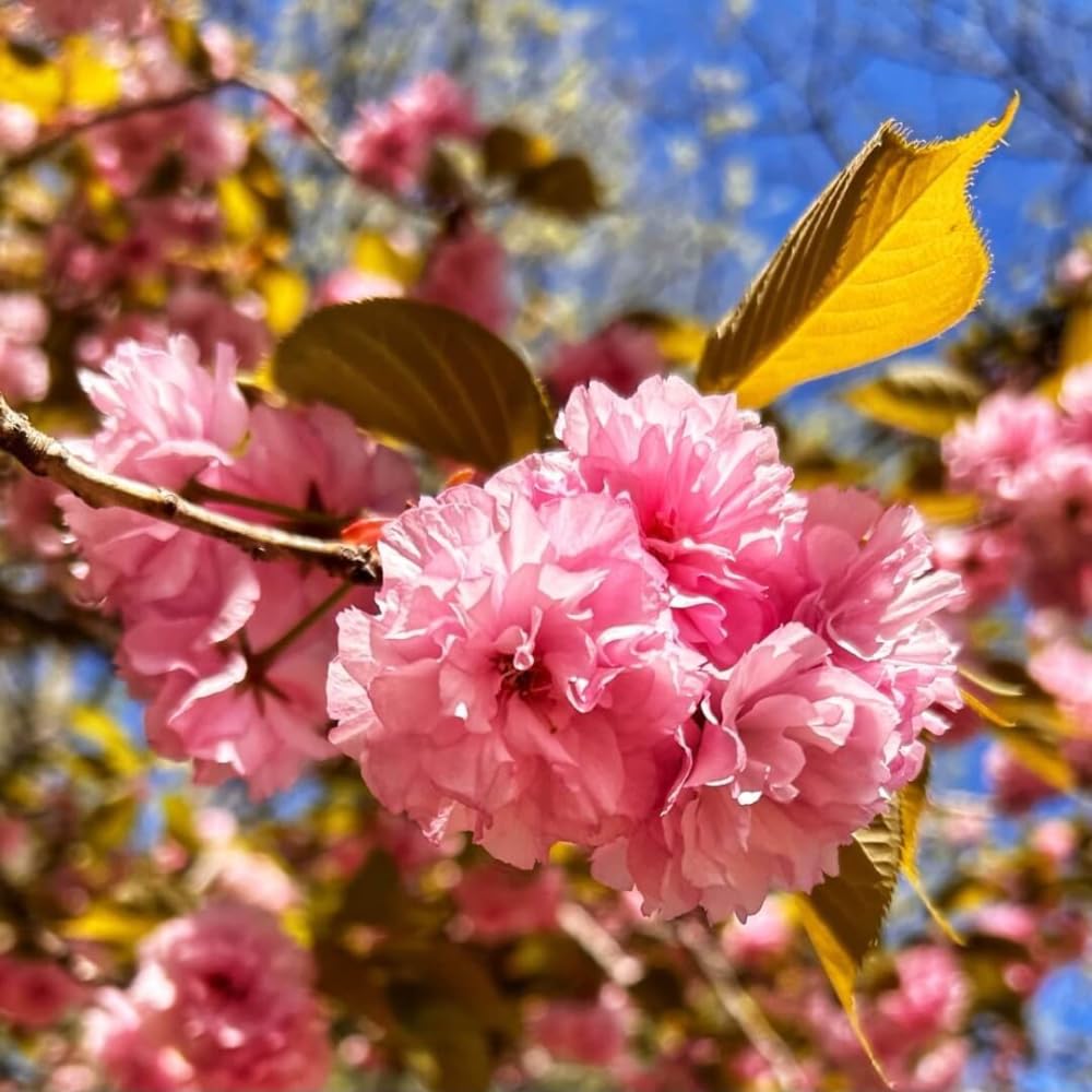 Cherry Blossom Tree Live Plant, 8-12" Tall, Ornamental Flowers for Outdoor Planting, in Pot (Double Pink Cherry)