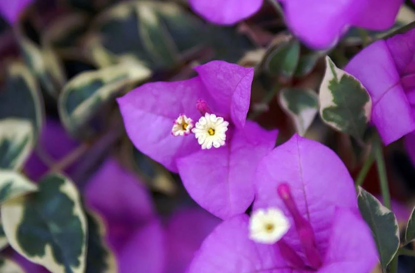Generic Bougainvillea Live Plants - 2 (Two) Blueberry Ice Bougainvillea 4 to 6 Inches Starter Plants - Live Bougainvillea Plants - Live Flower Plants