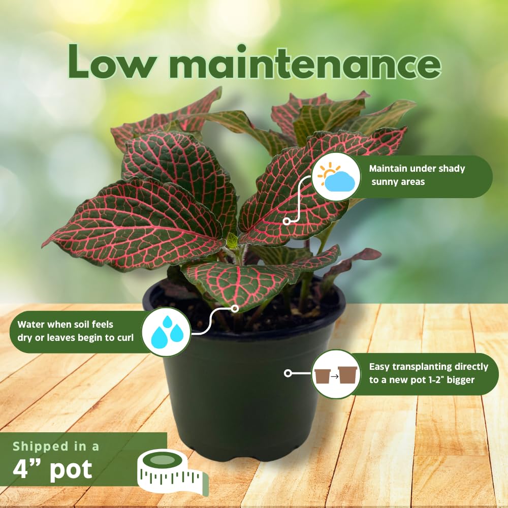 BubbleBlooms Red Nerve Plant, Fittonia Verschaffeltii, Ruby Red Mosaic Plant in a 4 inch Pot