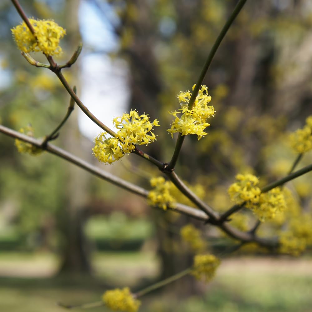 Live Spicebush Plant, Fragrant Plant, Low Maintenance, 8-12 Inches Tall in Quart Pot for Outdoor Planting