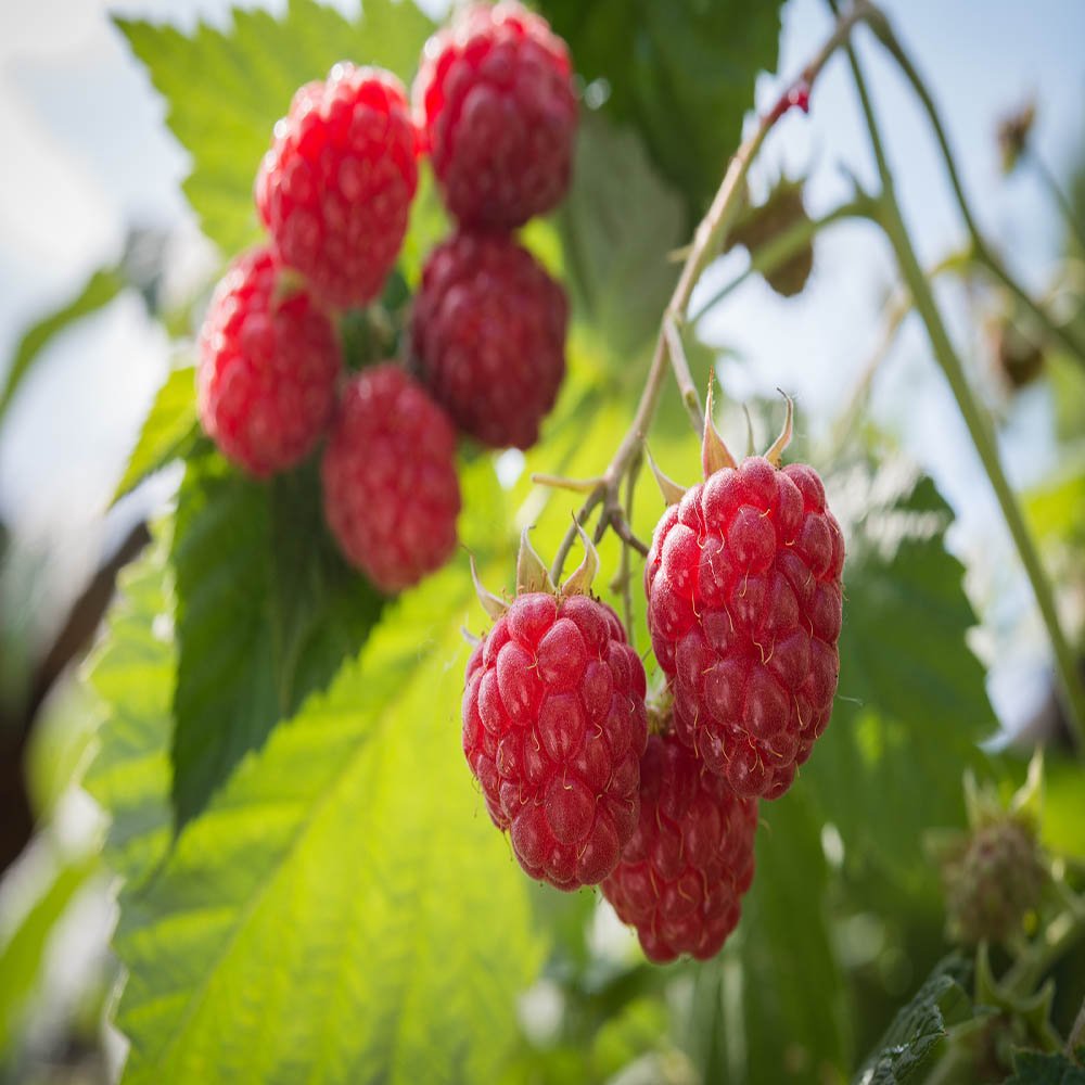 Joan J Raspberry - 5 Red Raspberry Plants - Everbearing - Organic Grown -