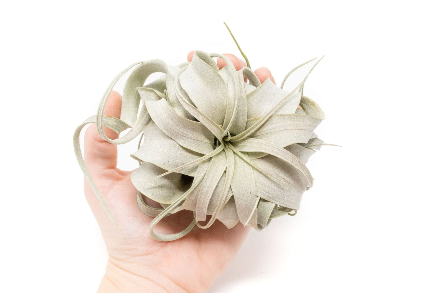 Seedling Xerographica Air Plants 2 to 4 Inch Wide - Tillandsia Succulent House Plants - Available in Wholesale and Bulk - Home and Garden Decor Holders - Easy Care Indoor and Outdoor Plants (1 PC)