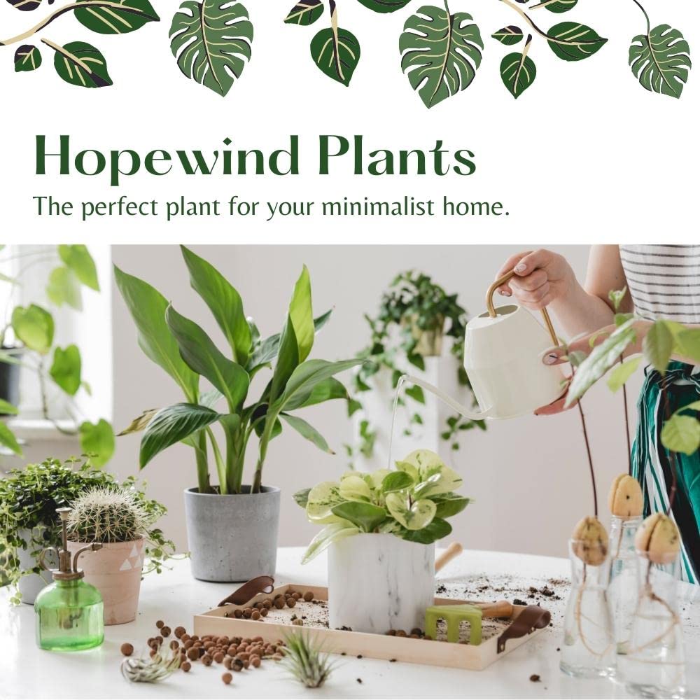 Snow White Zebra Plant - Aphelandra - Exotic and Unique House Live Plant - 4 inch Pot - Hopewind Plants Shop