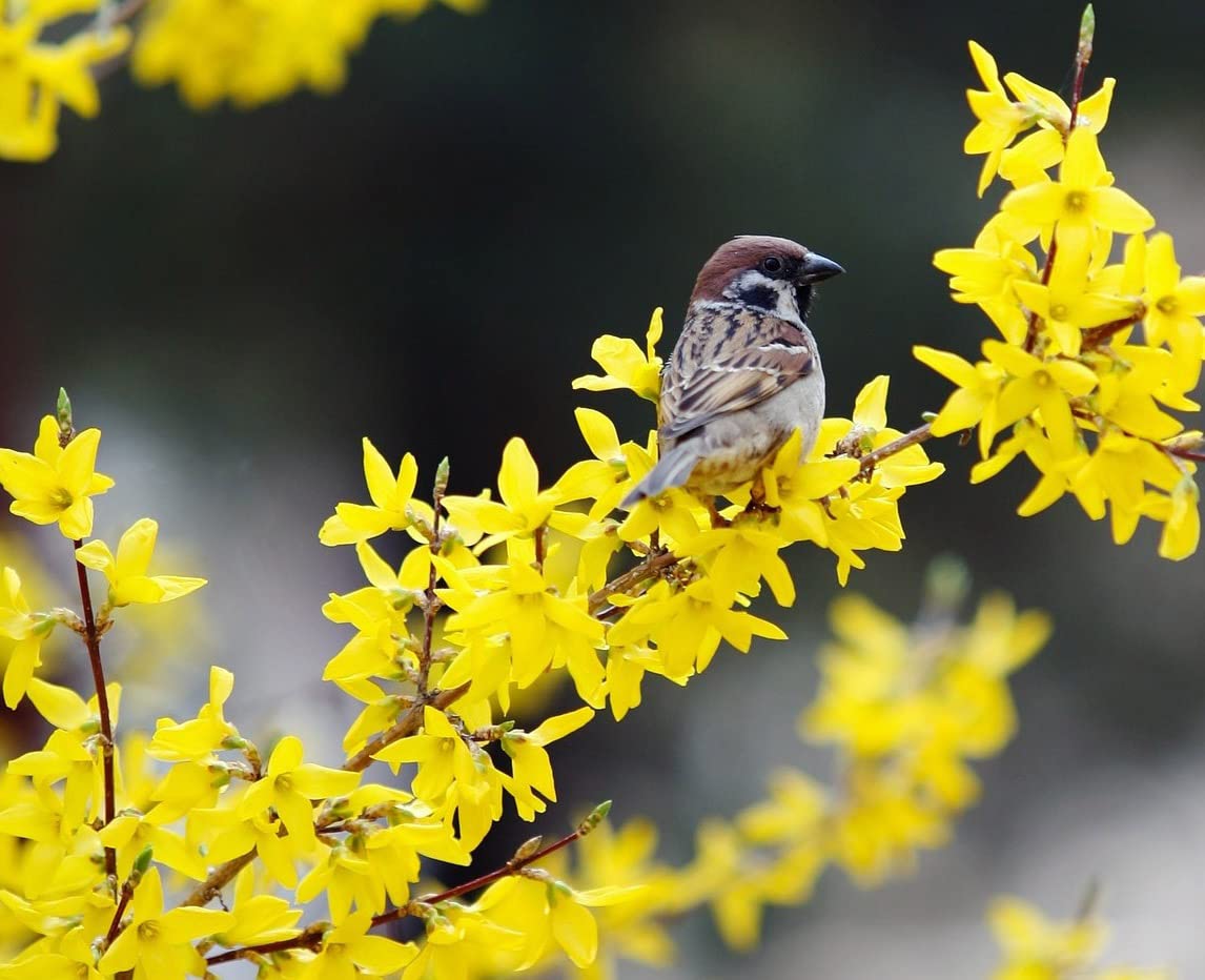 Votaniki Forsythia Lynwood Gold 1-2 Ft Plant - Perennial, Lynwood Variety, Fast Growing Tree | Forsythia Lynwood Gold Shrub - Low Maintenance Flower Plants (2 Pack)