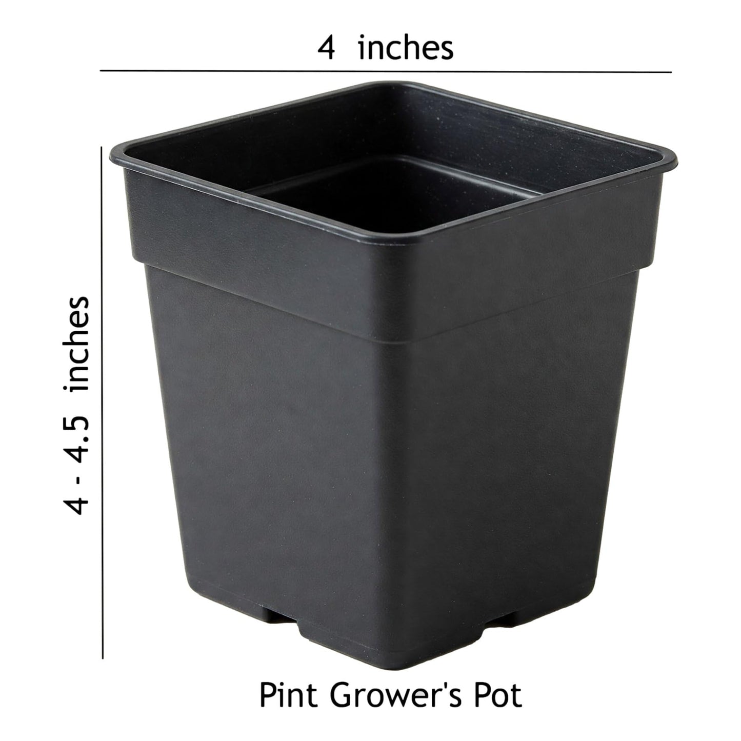 Easy to Grow Rudbeckia Cherry Brandy - 2 Potted Plants in Grower Pots, Flowers Summer to Fall in Full Sun
