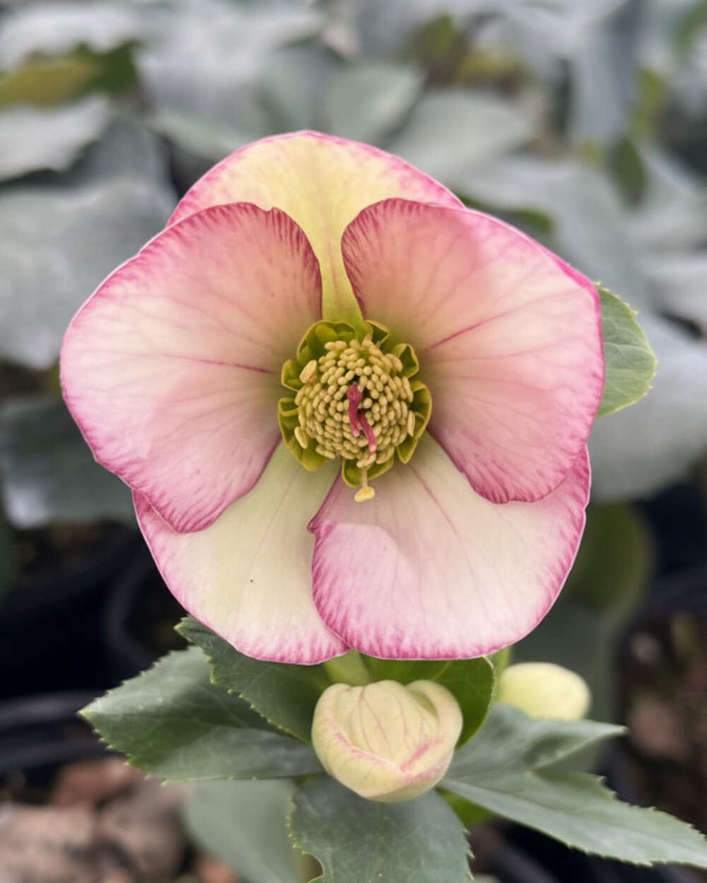 Perennial Farm Marketplace Helleborus HGC® Ice N' Roses® Picotee (Lenten Rose) Live Perennial, Size-#1 Container, Light Pink to White Winter Flowers with Dark Green Evergreen Foliage