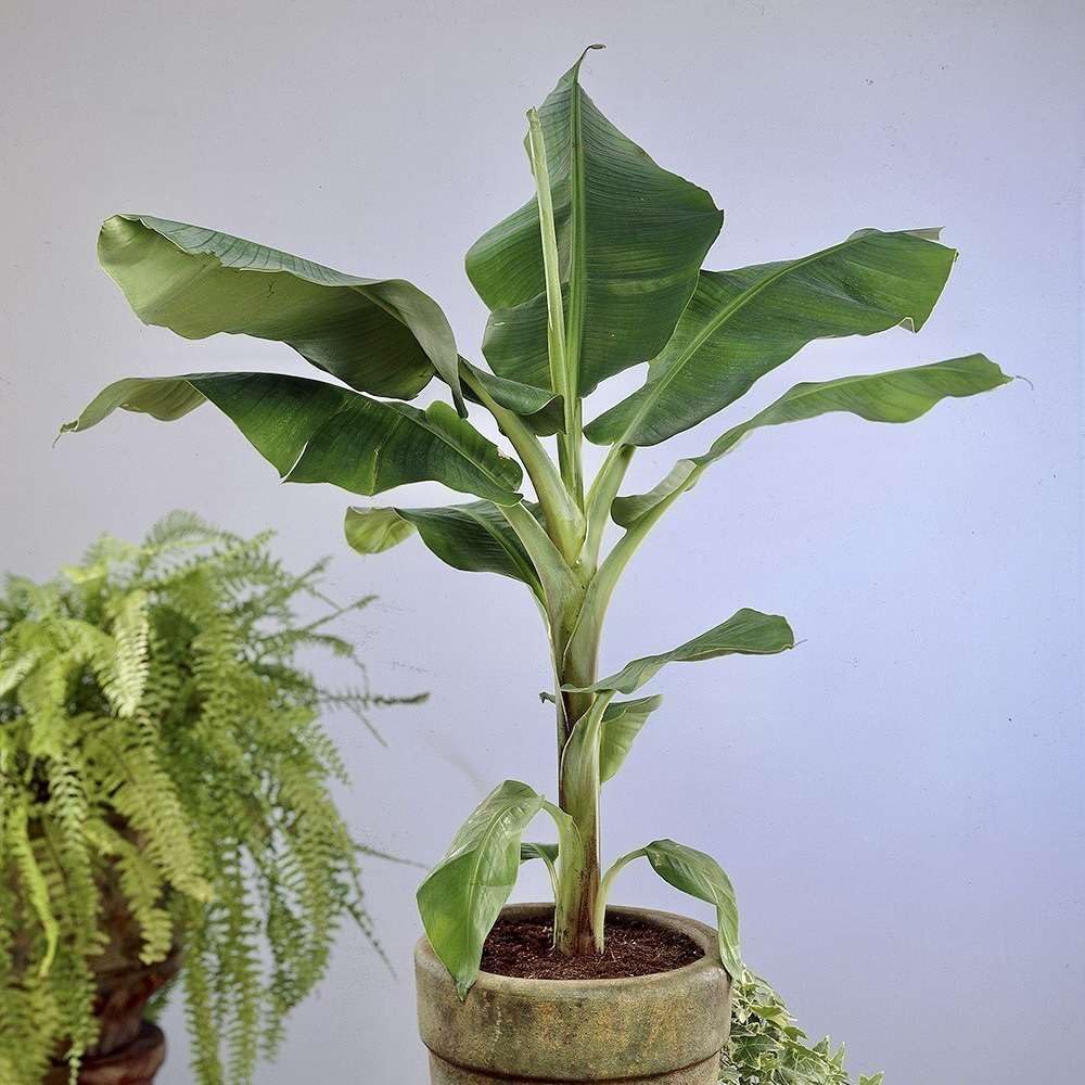 Live Plant - The Hua Moa Banana/Hawaiian Plantain (Musa Acuminata) Live Plant