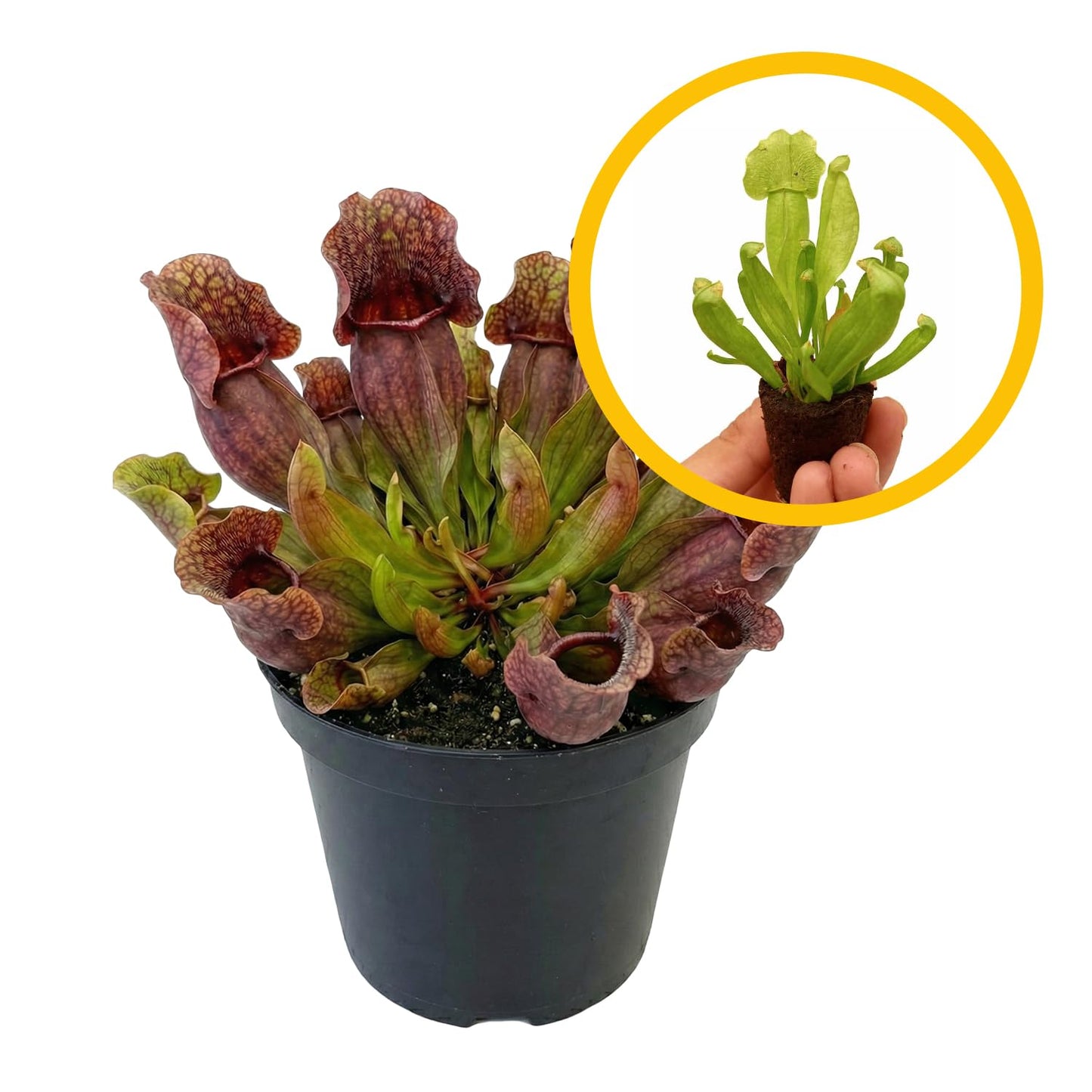 ragnaroc Sarracenia Purpurea SSP. Venosa 2-4" (Purple Pitcher Plant) 1ct – Live Plant for Indoor Outdoor Use, Carnivorous Plant – Live Arrival Guaranteed