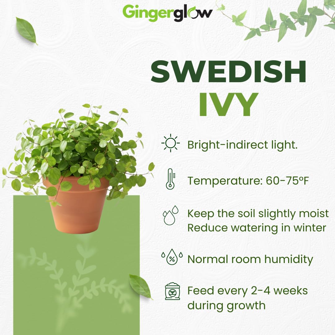 2 Swedish Ivy Plants Live House Plants | 2 Plant Per 3.25 Inch Pot | Trailing Indoor Plant for Home Decor, Shelves & Hanging Displays