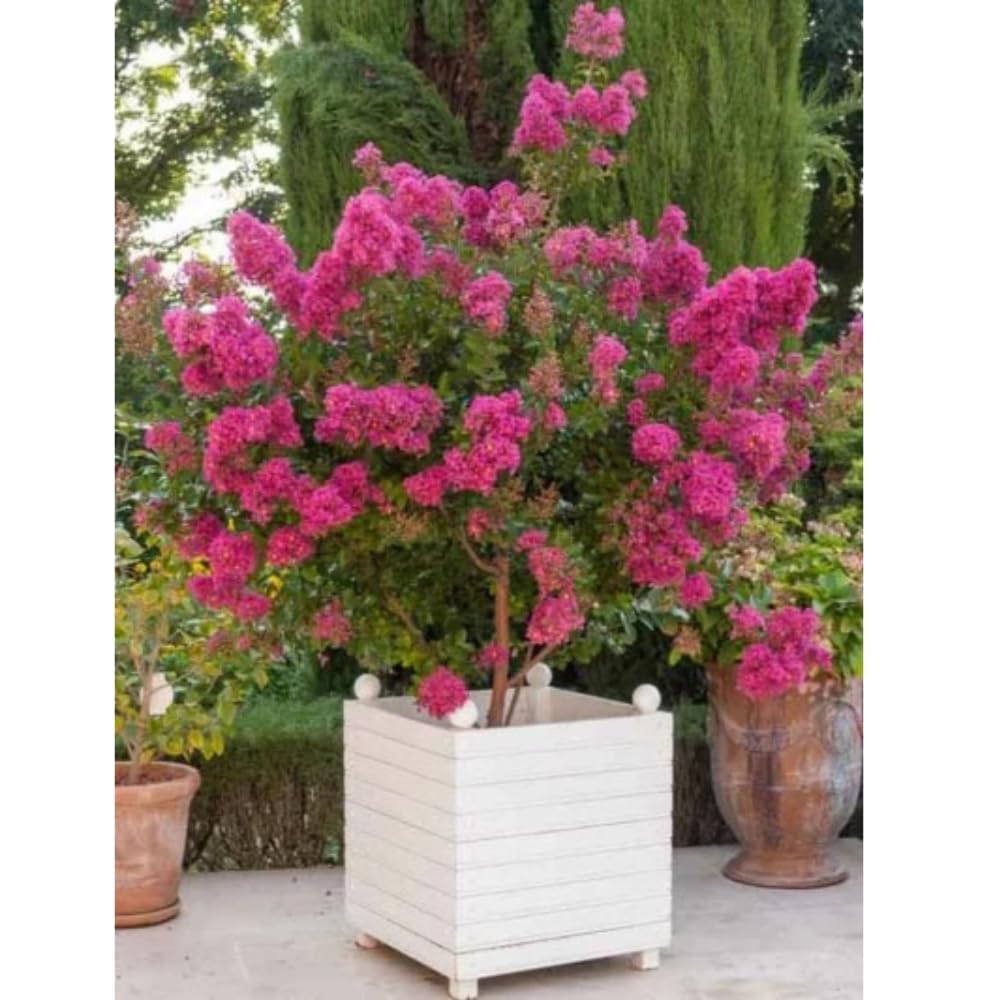 Tonto Crape Myrtle: Vibrant Dark Watermelon Red Blooms on a Fast Growing, Hardy Dwarf Tree, Matures 8-10ft Tall & Wide, Ship 3-4ft Tall Well-Rooted in Pots with Soil, a Southern Classic!