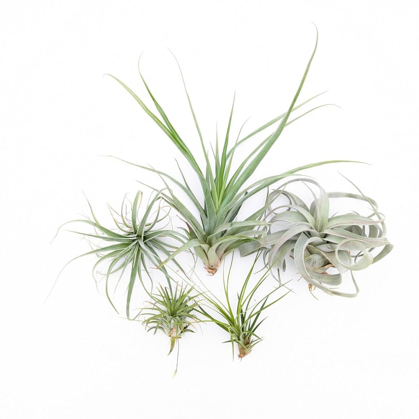 Easy to Grow Tillandsia Air Plants Assorted Variety 5 Pack - Humidity Loving Shade Plants or Houseplants