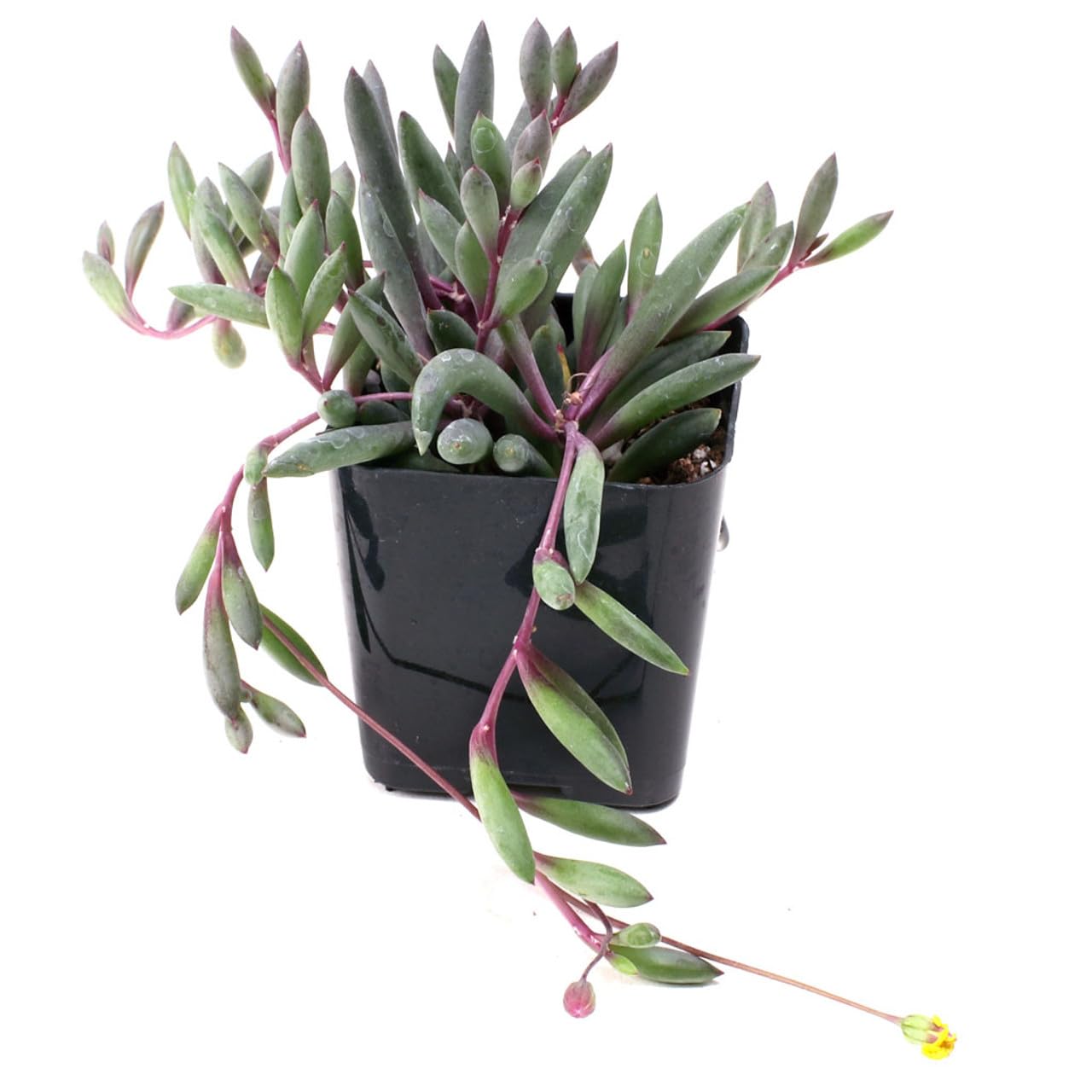 Mountain Crest Gardens Trailing & Strings Succulent Pack - 24 Live Plants in 2 Inch Pots - Real Succulents for Hanging Planters, Home Decor, and DIY Arrangements