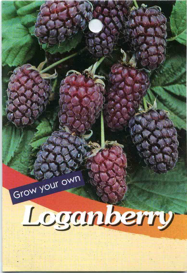 Thornless Loganberry Plant Live for Planting Your Garden,1 YR Loganberry Tree Live Plant, Zones 5-9