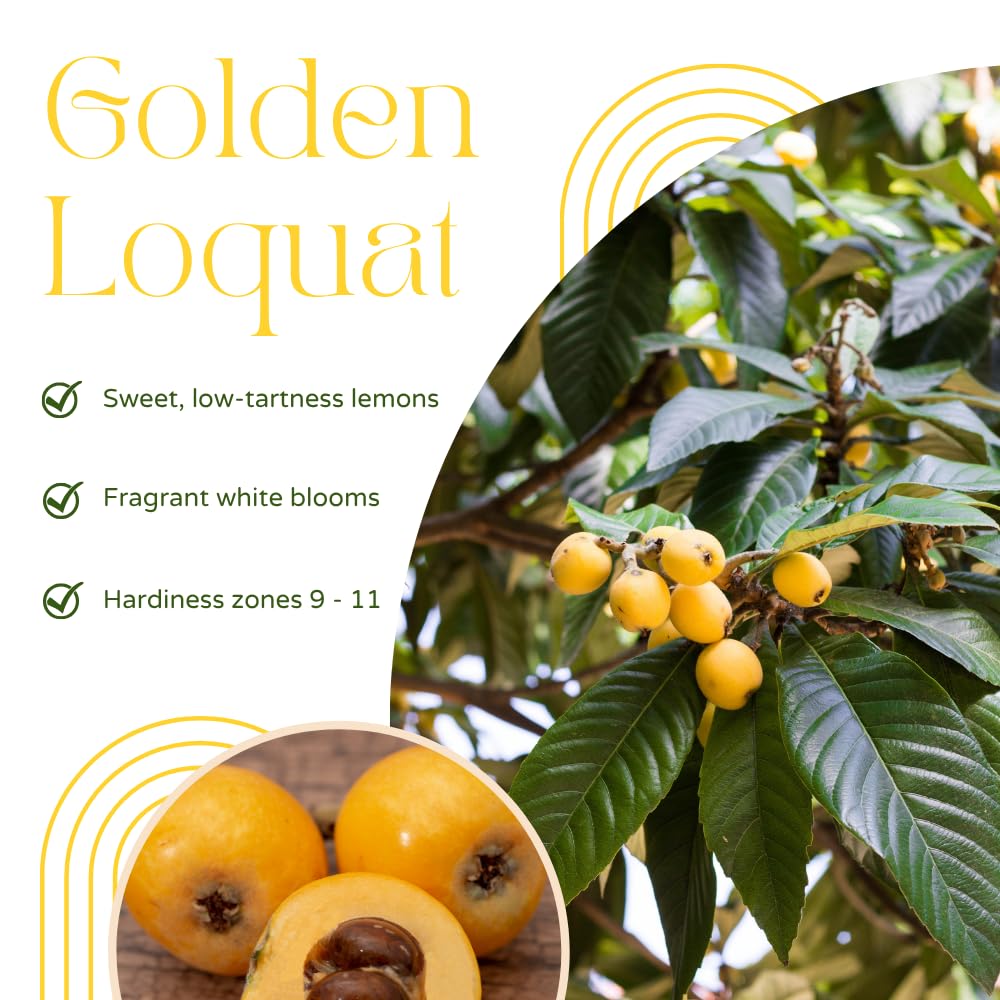Loquat Tree Live Plant, Sweet Loquat Plant, 2 Feet Tall, 3 Gallon Pot, Ideal for Garden and Patio, No Ship to CA