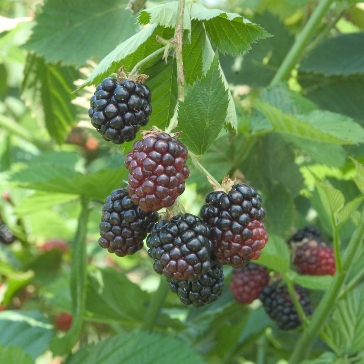 Direct Gardening Marionberry Dormant Bare Root Fruit Bearing Starter Plant