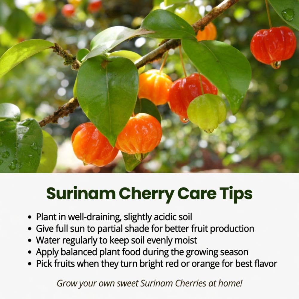 Surinam Cherry Live Plant 4–7" Tall, Surinam Cherry Plant, Tropical Edible Fruit Plant, Fast Growing, Suitable for Indoor Outdoor