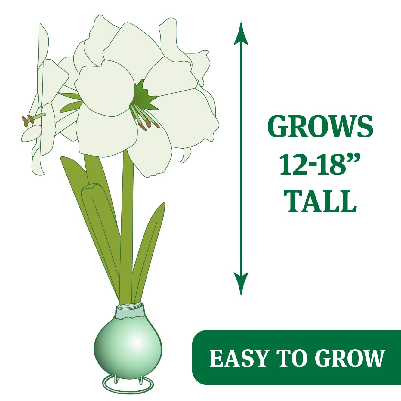 White Base Waxed Amaryllis Flower Bulb with Stand, No Water Needed