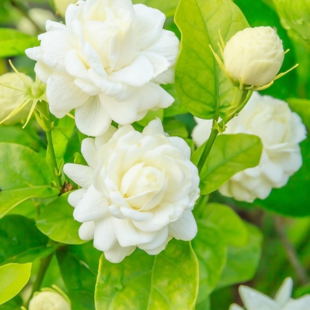 2 Count Jasmine Live Plant | 4 to 6 Inc | Grand Duke of Tuscany Jasmine | Produce Fragrant Flowers | Housewarming Friendship Gifts for Women Best Friend Presents for Mom Birthday Gift for New Home