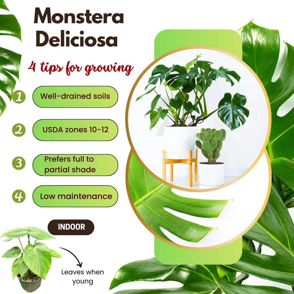 Monstera Plant Live, Starter Plant from 4-6 Inch Tall, Split Leaf Houseplant, Live Monstera Plants Indoor (Deliciosa)
