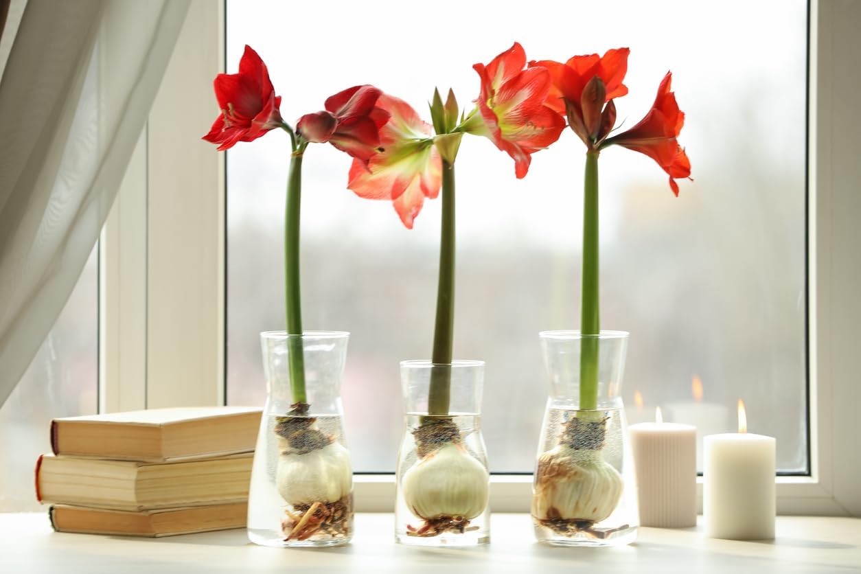 Blossom Peacock Amaryllis Bulb Double White with Red– Large Bulb for Planting, 4-8 Blooms, 16–24" Tall – Elegant Indoor & Outdoor Plant – Low-Maintenance Amaryllis Bulb (Not in Wax)