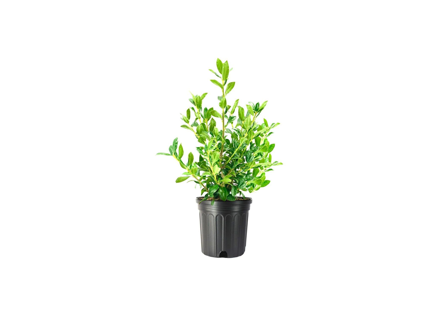 Needlepoint Chinese Holly I 3 Large Trade Gallon Size Plants I Live Evergreen Shrub with Unique Needle-Like Leaves for Hedging, Privacy, and Landscaping