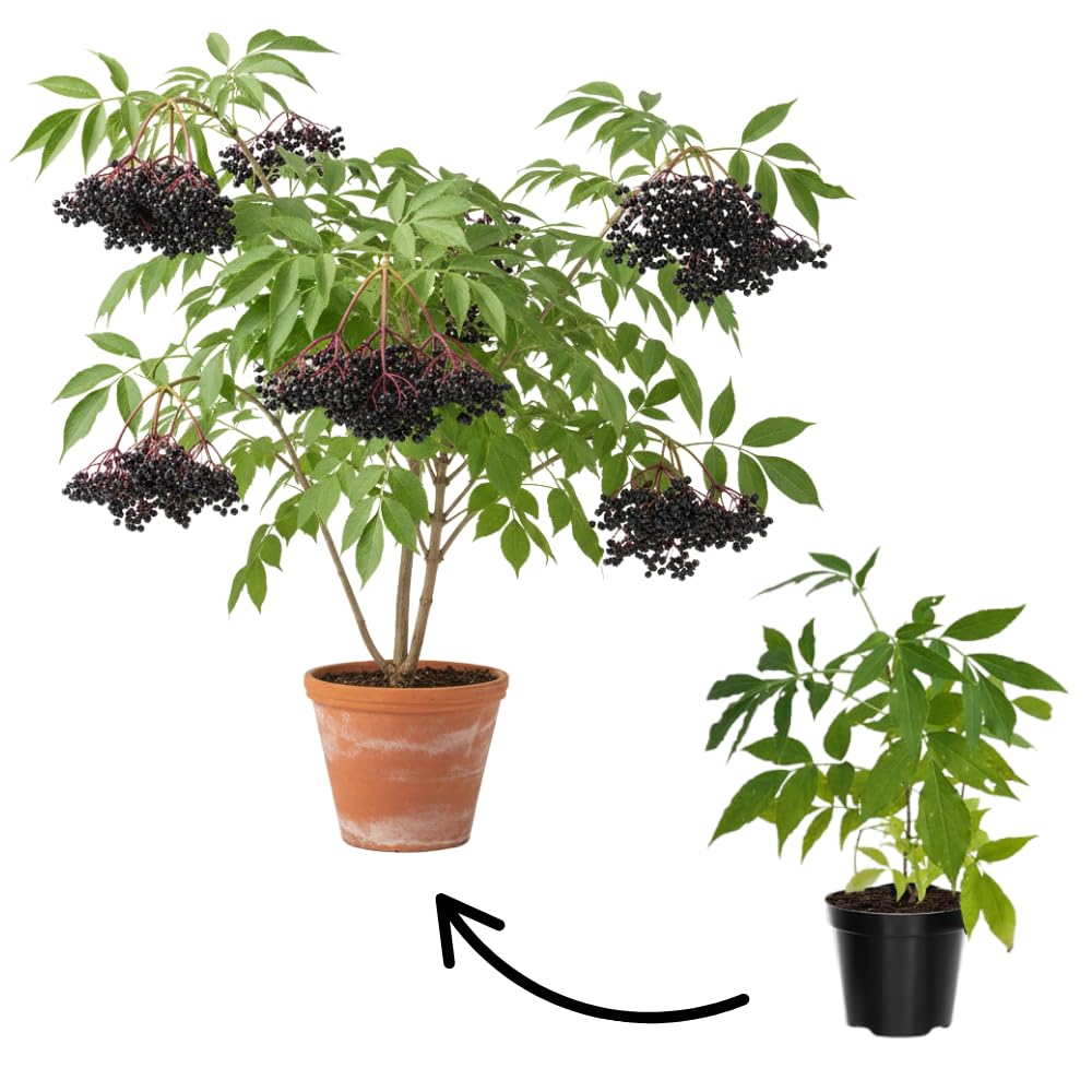 Black Elderberry Tree Live Plant, Hardy Berry Producing Shrub, Landscaping and Backyard Gardens, 4-7 Inches Tall