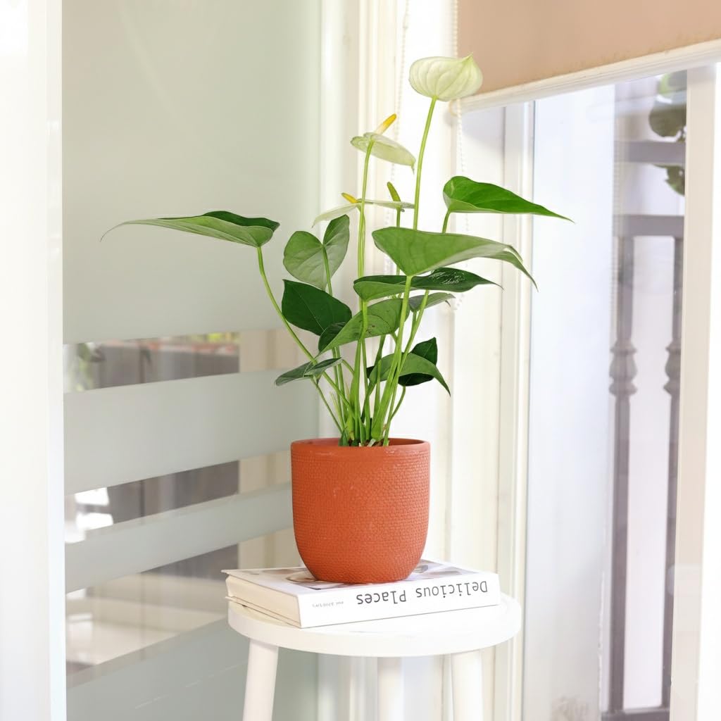 Live Indoor Flowering Houseplants, Anthurium White in 4" Grower Pot, Easy Care Houseplants