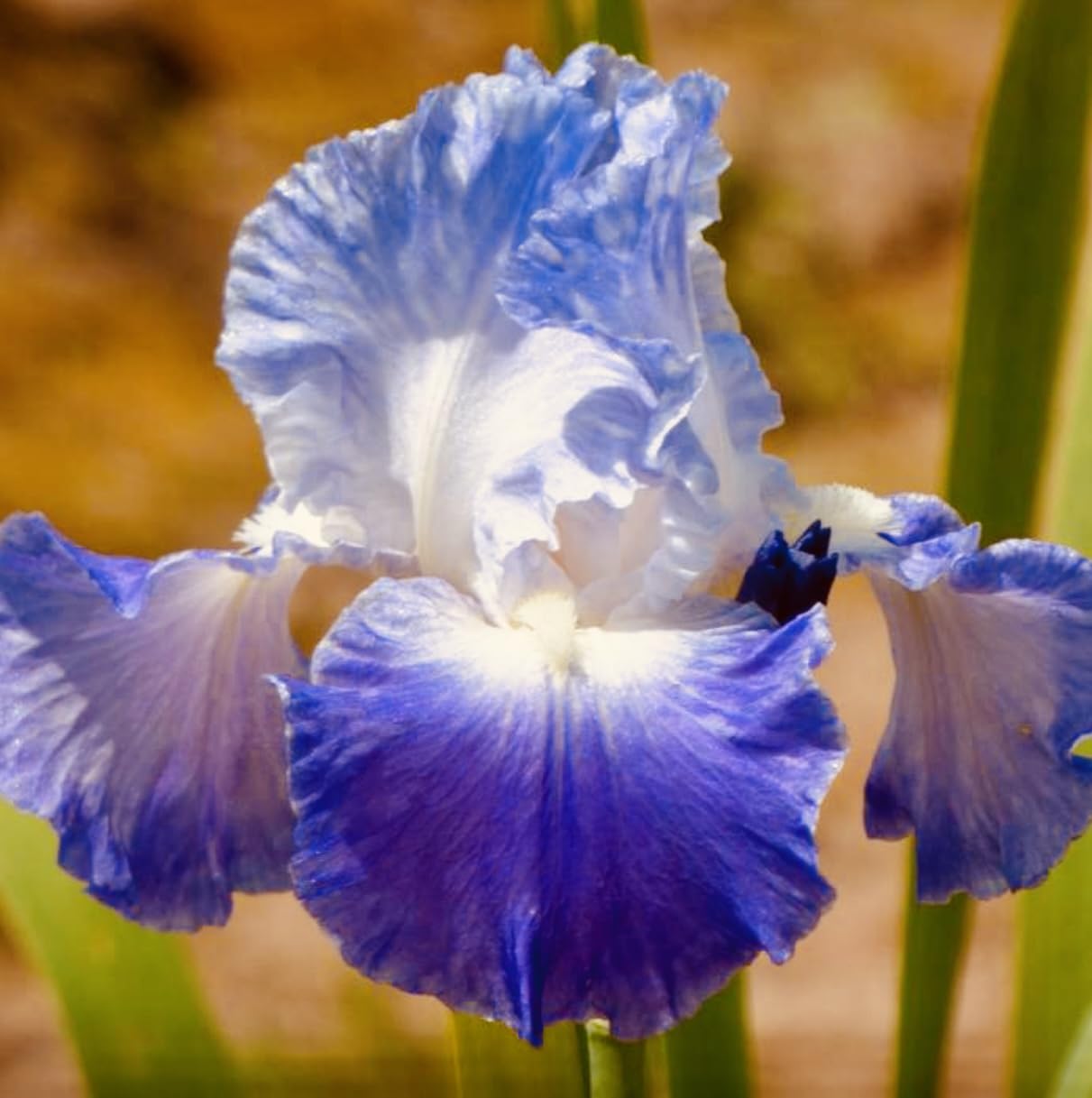 Premium Bearded Iris ‘Clarence’ Rhizome/Root/Bulbs (1 ea) - Amazon 30-Day Returnable Guarantee