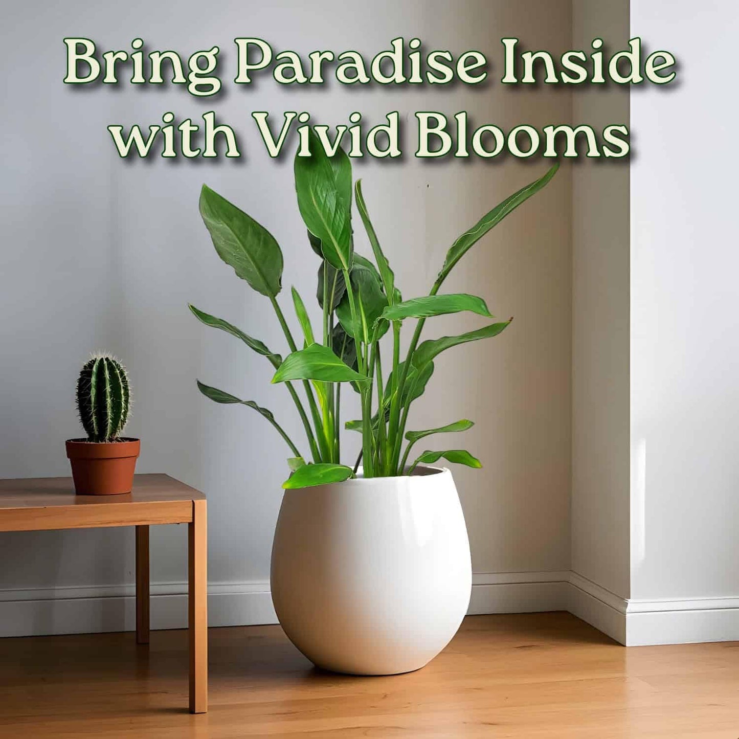 Tropical Plants of Florida Bird of Paradise Live Plant Orange Flower - 3 Gallon 30 to 36 Inch Tall Indoor Outdoor Tropical Foliage Plant