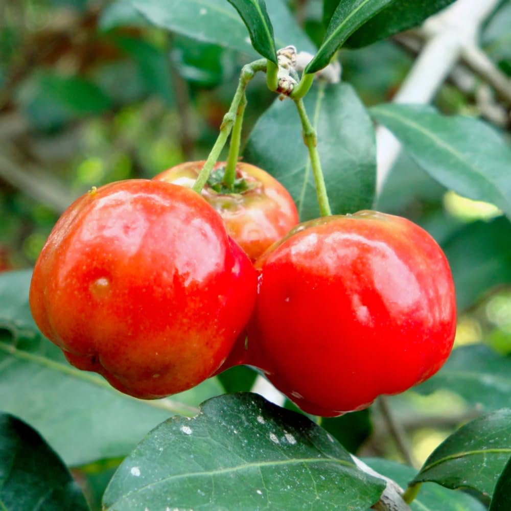 Acerola Barbados Cherry Tree Live Plant, 4-8 Inch Height, Live Barbados Cherry Plant Live to Grow Your Garden, No Pot