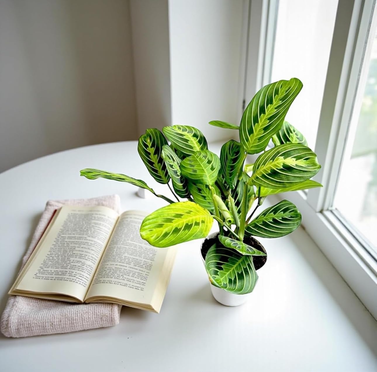 Live Plant, Lemon Lime Maranta Prayer Plant, Pet Friendly, Air Purifying, Easy Care, 12-16 inch Tall, Easy to Grow Rare Indoor Plant, Houseplant, 4 inch Pot by Hopewind Plants Shop