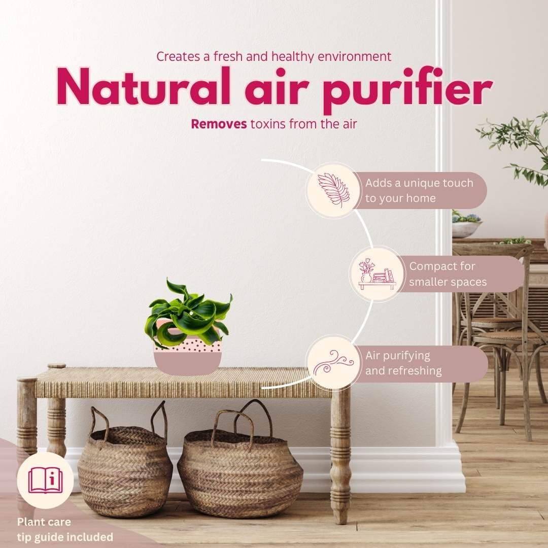 BubbleBlooms Dracaena Tornado 4 inch, Twisted Fragrans Rare Indoor Plant