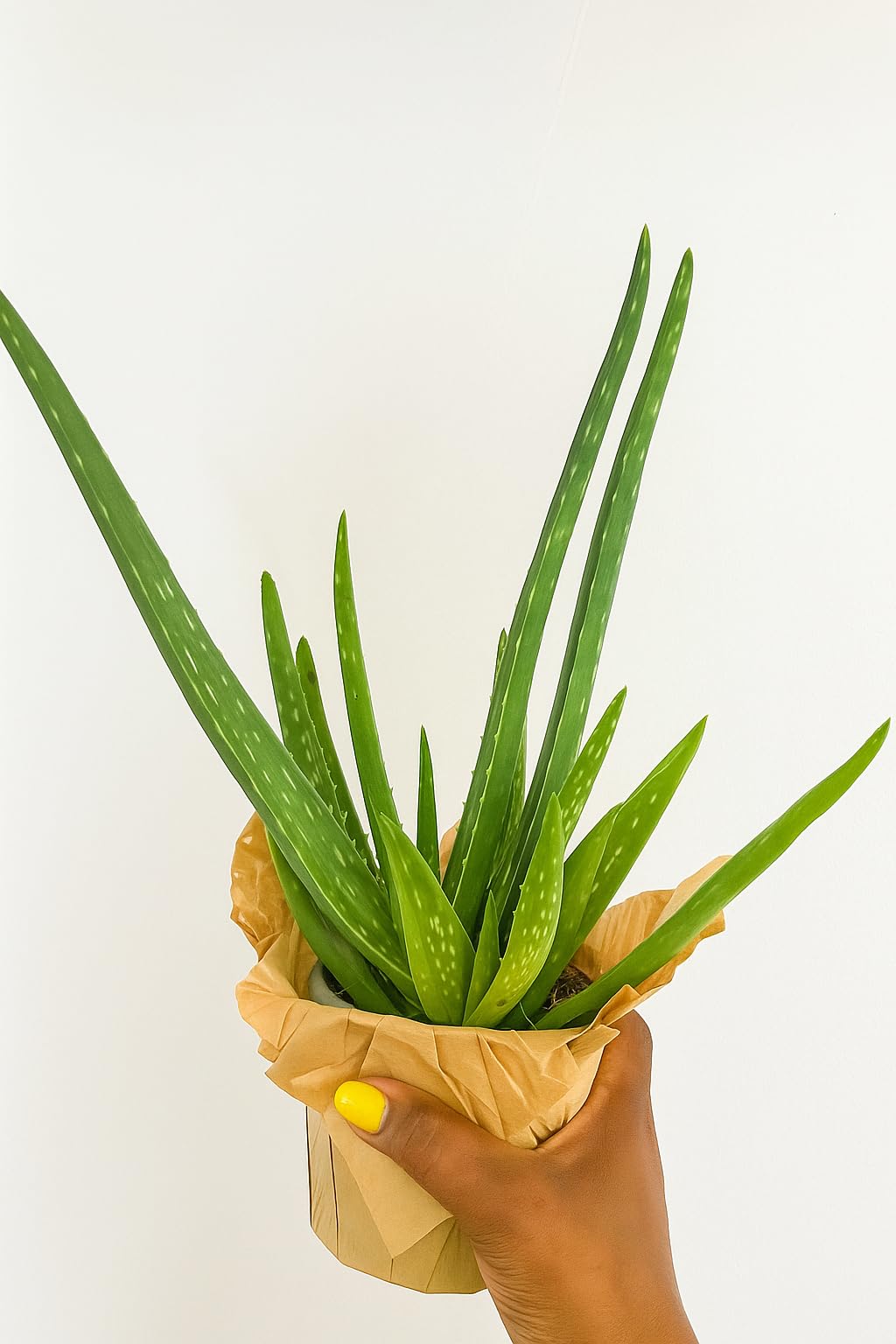 Nature Aloe Vera Plant Indoor Houseplant Perfect for Gifts Health and Beauty, Succulents Aloe Vera Plant 9" 10" 4 inch Pot