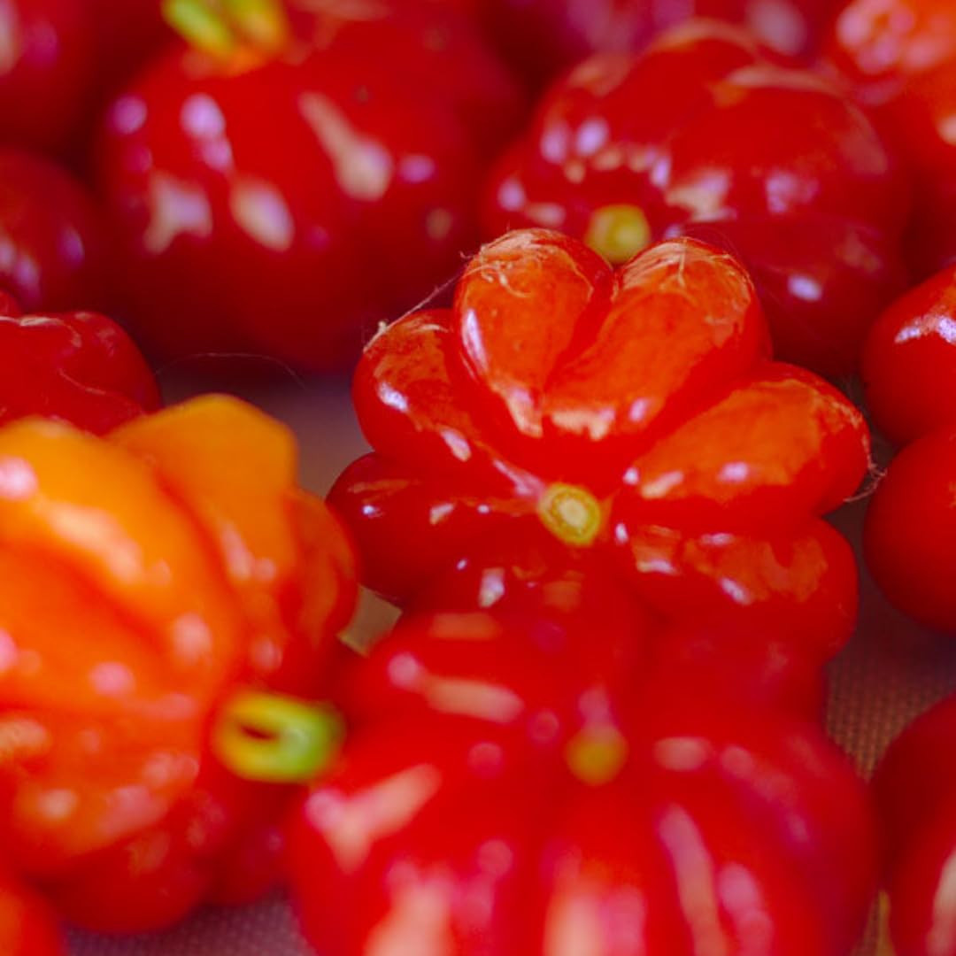 Surinam Cherry Trees Live Plant, 5-7" in Tall, Sweet Cherry Fruit Tree, Cherry Bush Live Plants, Bareroots, Cold Hardy