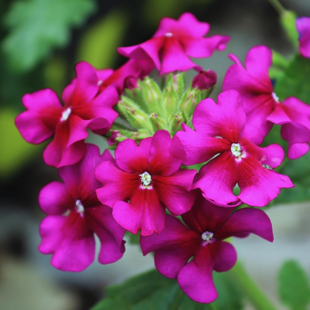 2 Pink Verbena Plants Live for Planting, Colorful Blooming Flower Plant, Verbena Live Plants, 5 to 7 Inc Tall