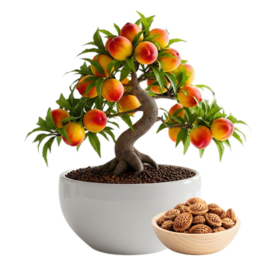 Bonsai Peach Tree Seeds – 5 Large Seeds for Miniature Fruit-Bearing Trees – Easy to Grow, Hardy, Produces Sweet Peaches - Great for Beginner Bonsai - Ideal for Home Garden