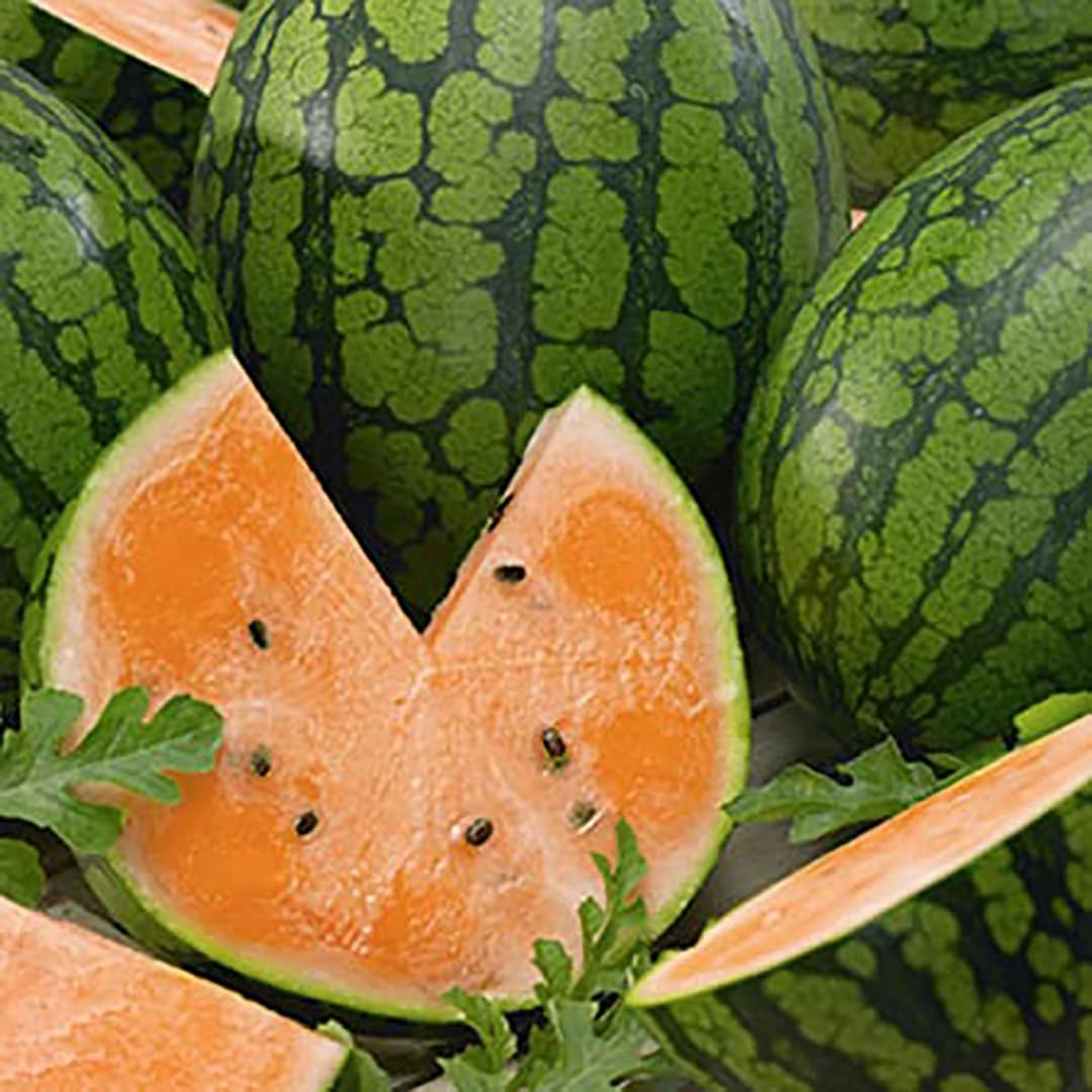 Delicious: Tendersweet Orange Watermelon Seeds - Produces Watermelons up to 15-30 Pounds!…