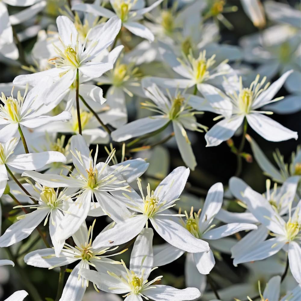 3 Sweet Autumn Clematis Plants Live Well-Rooted in 4” Pots, Fast Growing Fragrant Flowering Vine for Outdoor Garden and Trellis