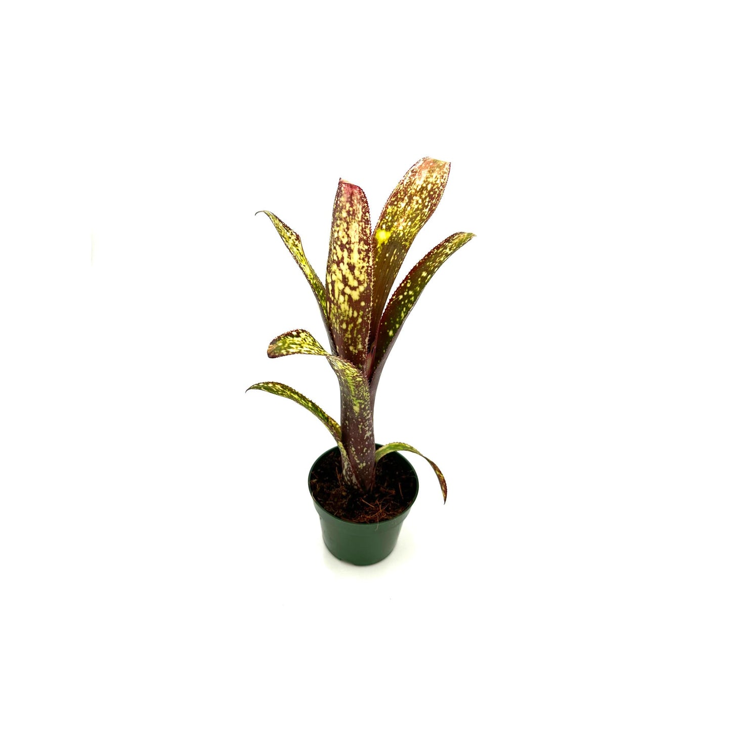 ragnaroc Live Plants – Bromeliad Billbergia Casa Blanca, 8-12" in 4" Pot - 1ct - Live Arrival Guaranteed - House Plants for Home Decor & Gift