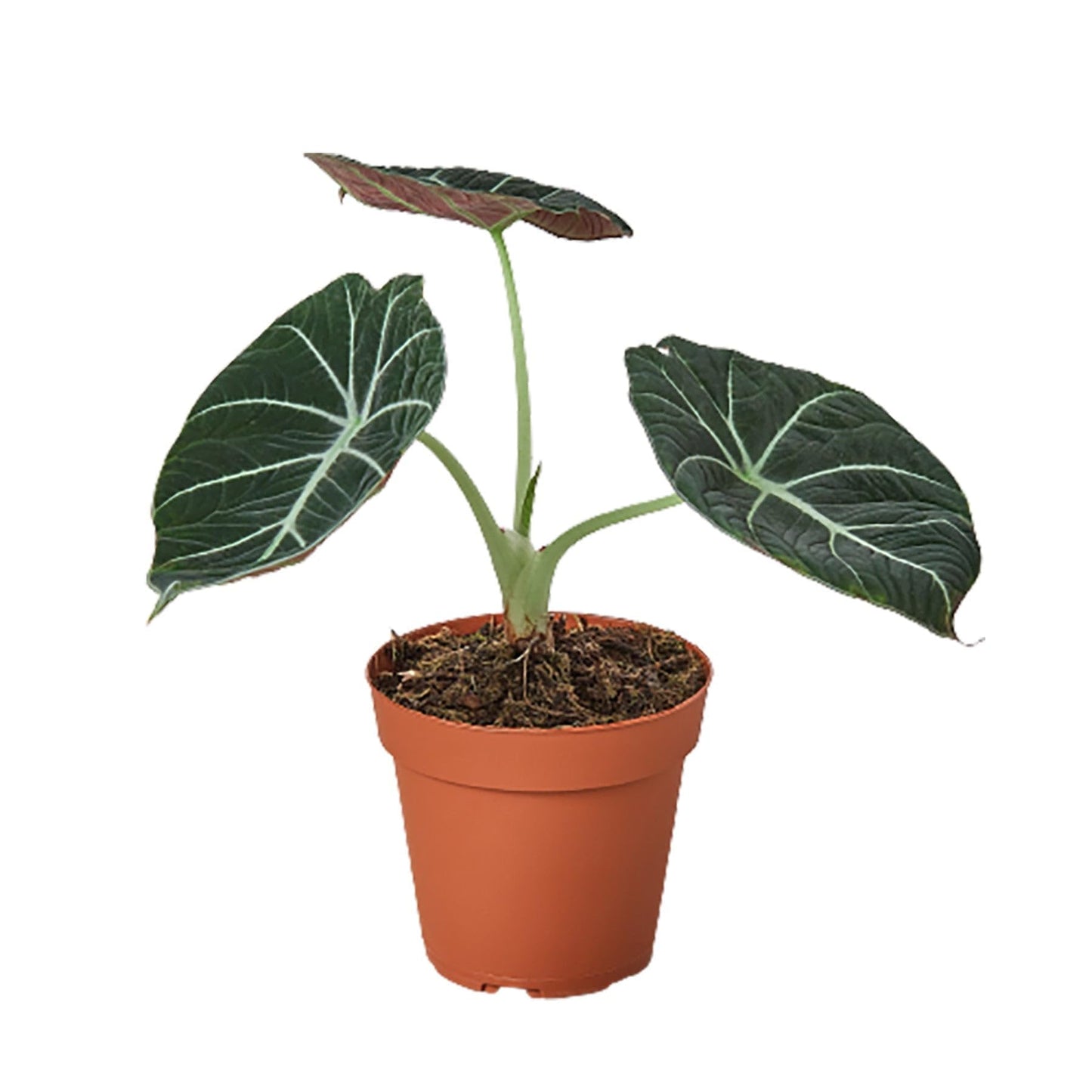 Alocasia Reginula 'Black Velvet' | Live Plant for Indoor & Outdoor | for Living Room, Office, Bathroom | (4" Pot)