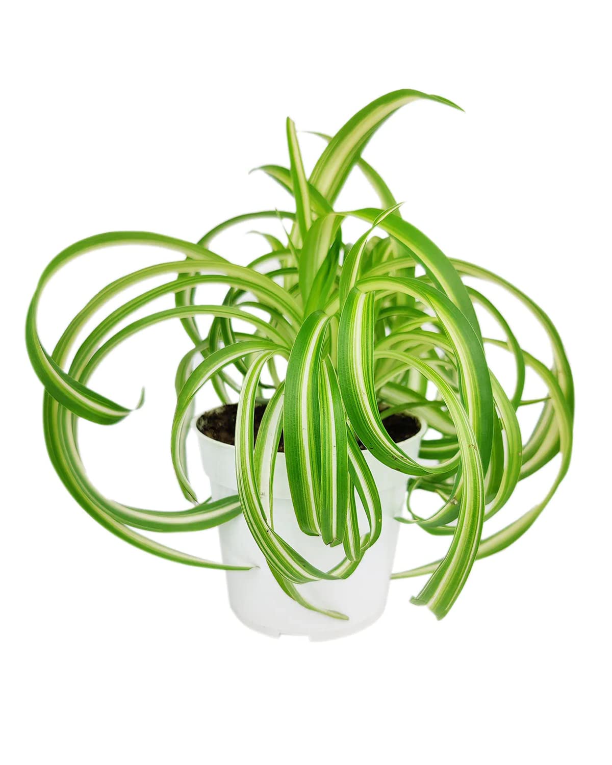 Bonnie Curly Spider Plant (8" Grower Pot) - Chlorpohytum Comosum - Grow, Easy to Care Houseplant - Live Healthy Houseplant for Home Office Decoration - Pet Friendly Indoor Plant